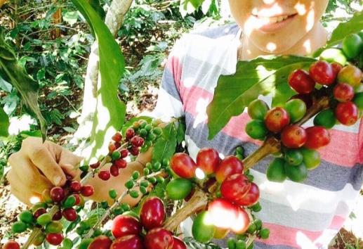 Aranceles de Trump amenazan con agravar situación de cafeticultores de Veracruz