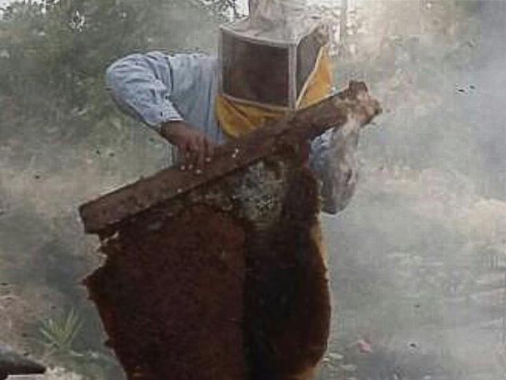 Alertan sobre enjambres de abejas en Misantla