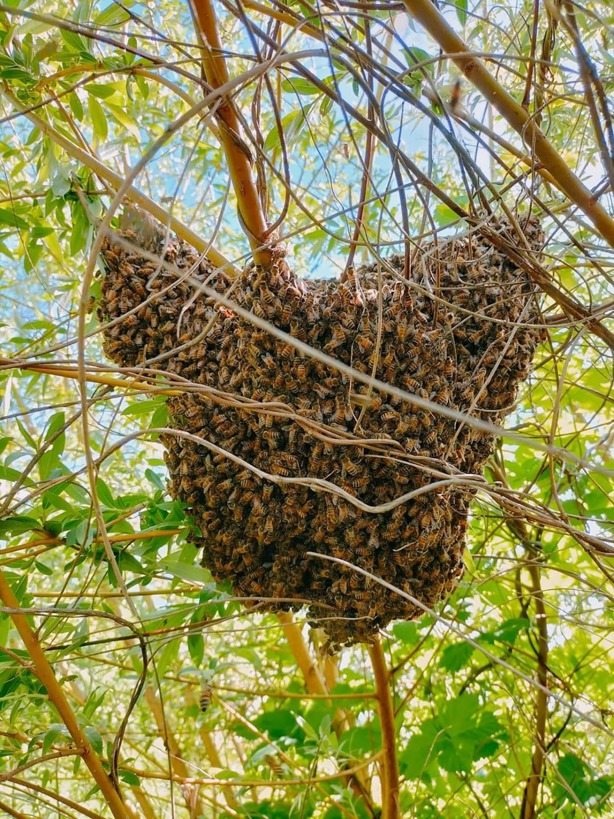 Alertan sobre enjambres de abejas en Misantla