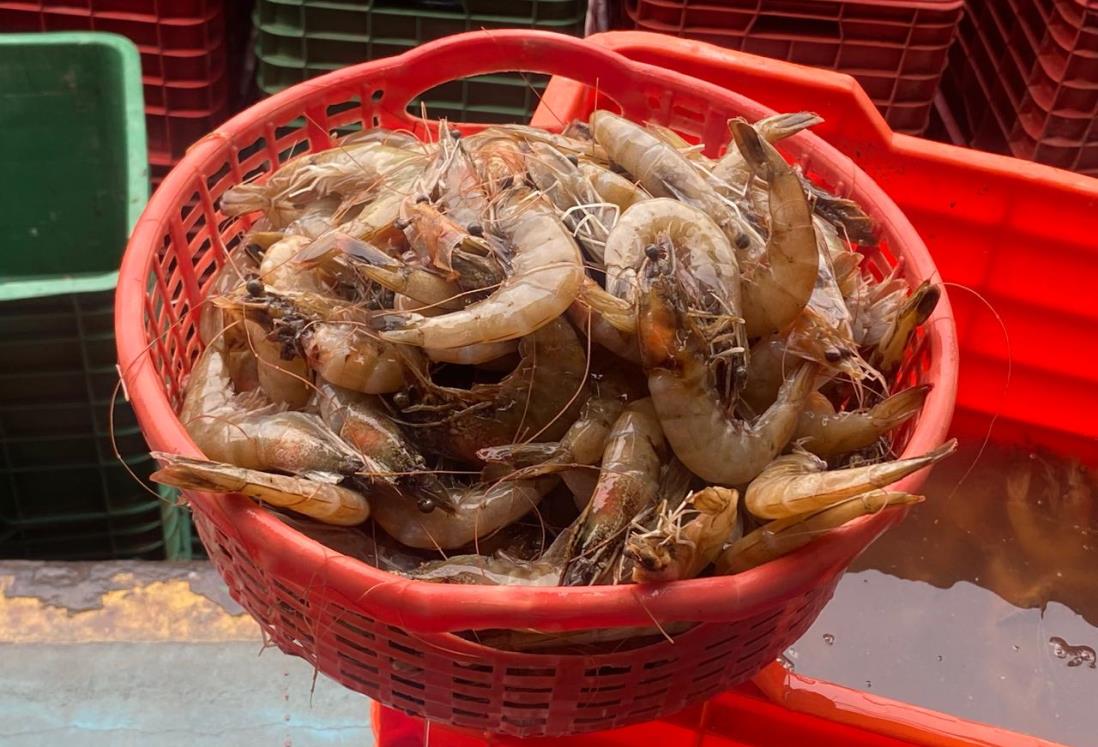 Locatarios de pescaderías en Veracruz prevén alza en ventas por Cuaresma