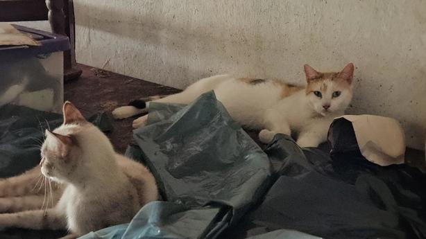 ¿Qué pasó con los gatos rescatados en una casa abandonada en Poza Rica? (+VIDEO)