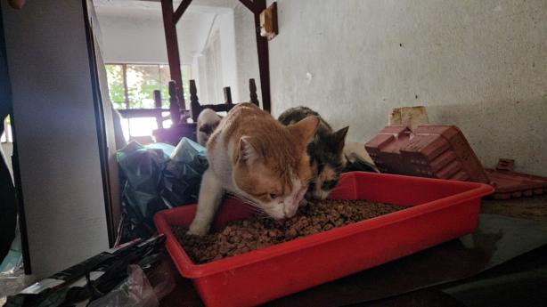 ¿Qué pasó con los gatos rescatados en una casa abandonada en Poza Rica? (+VIDEO)