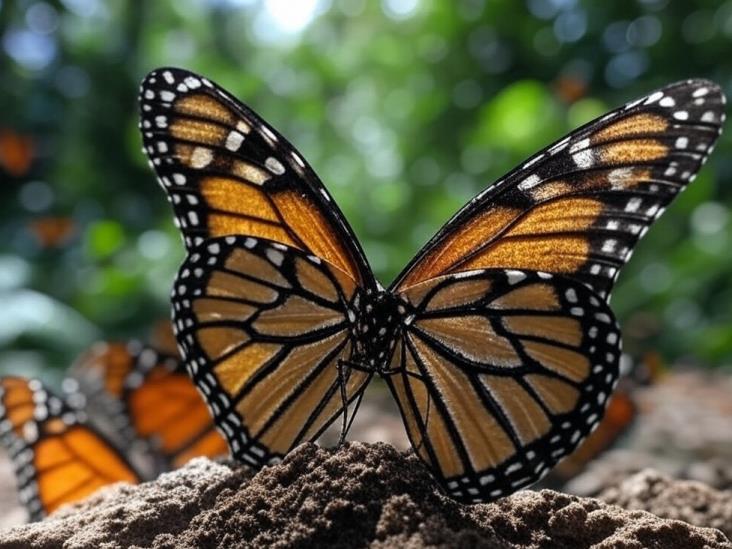 Mariposa Monarca repunta en México, pero peligro persiste