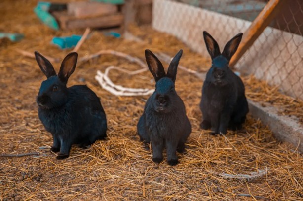 Estos son 4 animales que corren peligro por supersticiones y rituales esotéricos