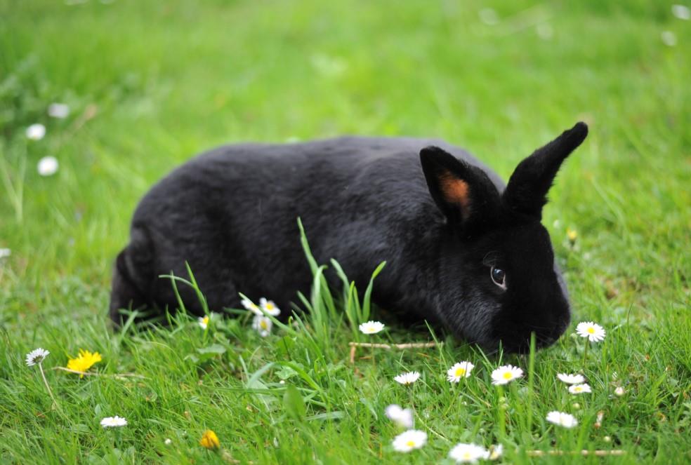 Estos son 4 animales que corren peligro por supersticiones y rituales esotéricos