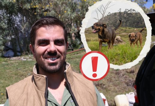 Perros ferales nacen del abandono, y amenazan a las zonas serranas de Orizaba
