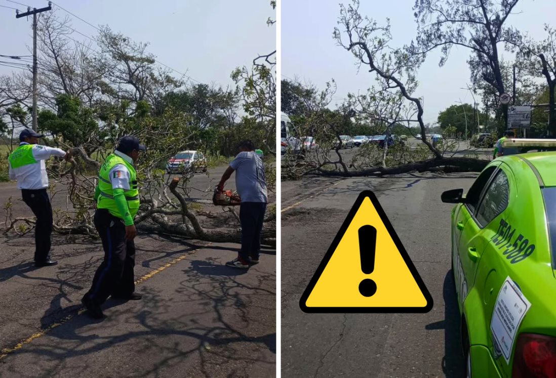 Fuertes rachas de viento derriban árbol en la carretera Veracruz-Medellín