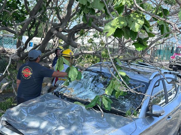 Norte en Veracruz: Árbol cae sobre camioneta en la avenida Ejército Mexicano