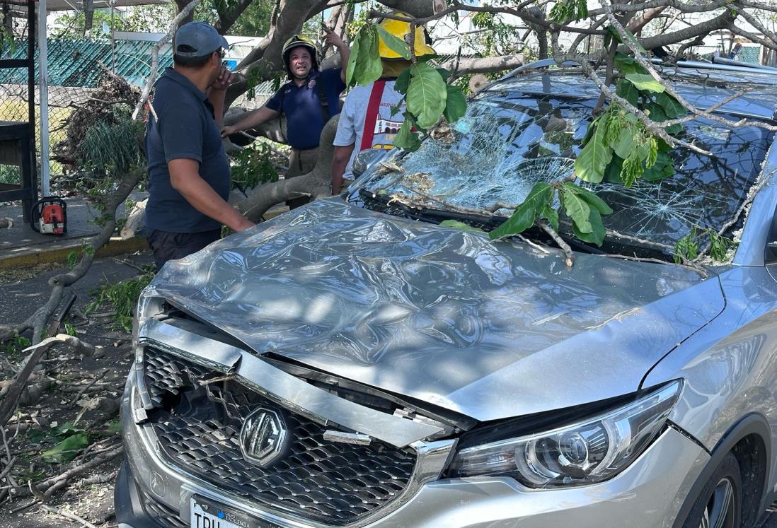 Norte en Veracruz: Árbol cae sobre camioneta en la avenida Ejército Mexicano