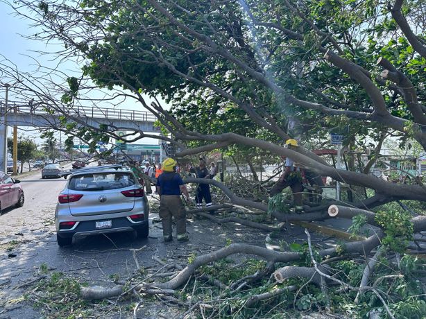 Norte en Veracruz: Árbol cae sobre camioneta en la avenida Ejército Mexicano