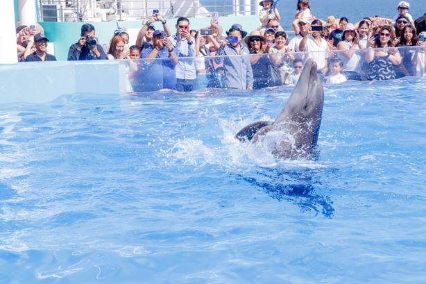 Aquarium de Veracruz: paso a paso para obtener tu boleto gratis de este 11 de marzo