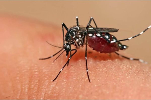 ¿Sabes identificar el dengue grave? Estos son los síntomas y señales de alarma