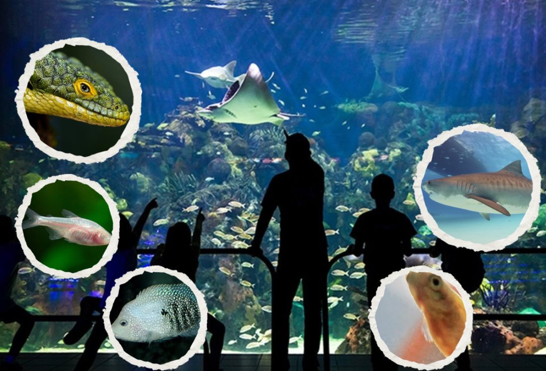 Aquarium de Veracruz: estas son las 5 especies más raras que ha tenido en su historia