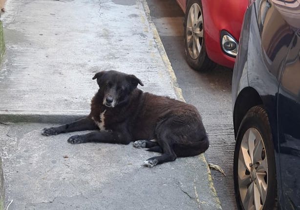 Cuida a tu mascota ante golpe de calor en Misantla; esto recomiendan especialistas