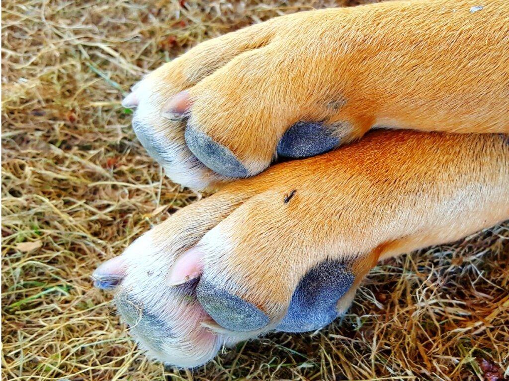 Fallece perrito atropellado por taxista en Veracruz