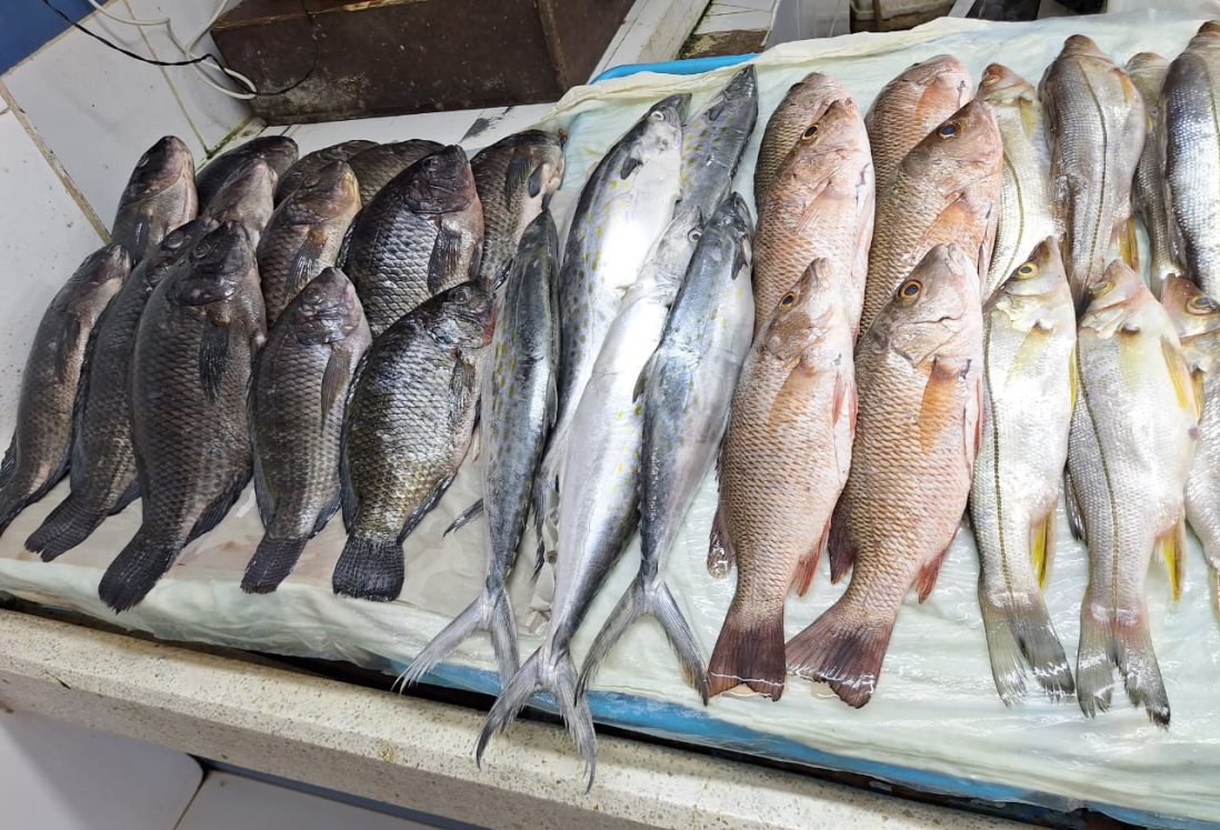 ¿Vas a comprar pescado en Semana Santa? Así puedes verificar si está en buen estado | VIDEO