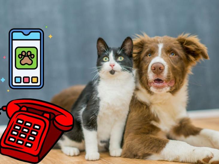 PetPhone, hablar con tu mascota será una realidad; todo lo que debes saber