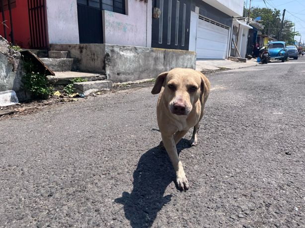 Se incendia vivienda ocupada como refugio en Veracruz y rescatan a un perrito | VIDEO