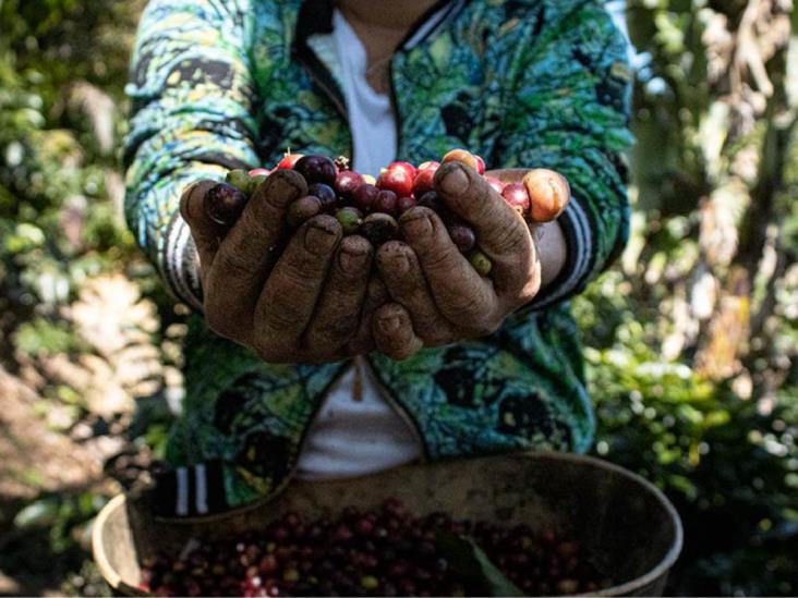 Veracruz, segundo lugar por mujeres dedicadas a la caficultura en México