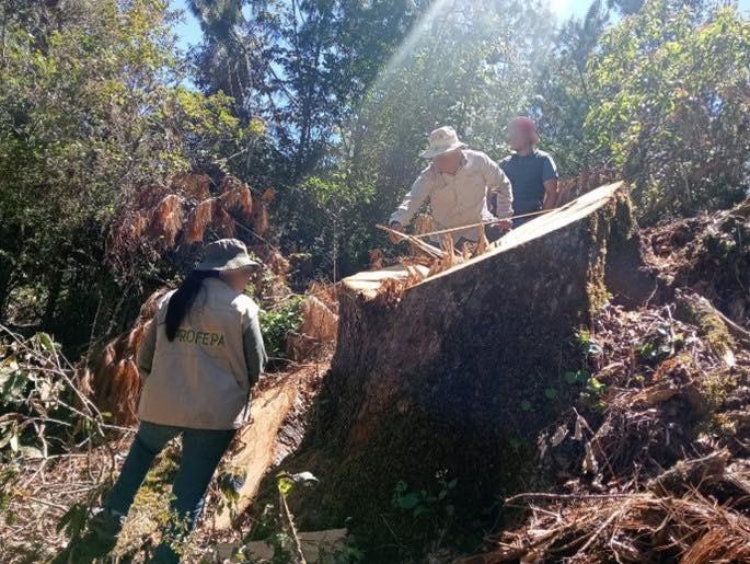 Clausuran predio en Coatepec por tala ilegal de árboles