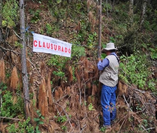 Clausuran predio en Coatepec por tala ilegal de árboles