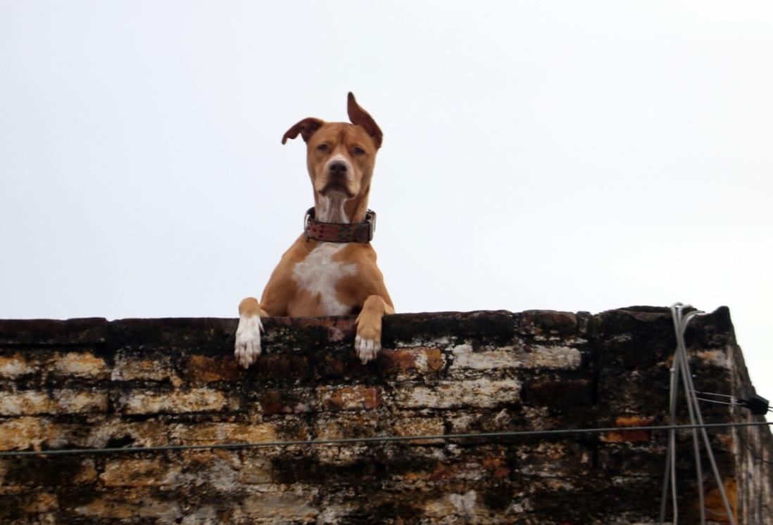 Exhortan a proteger a las mascotas de las altas temperaturas en Veracruz