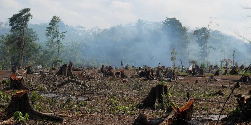 Ecosistemas conectados, clave para la conservación