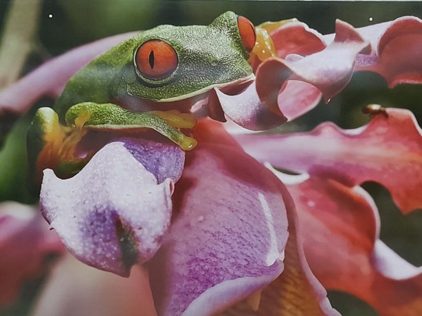 Gerardo Sánchez Vigil exhibe Veracruz: Singularidad y riqueza de su biodiversidad