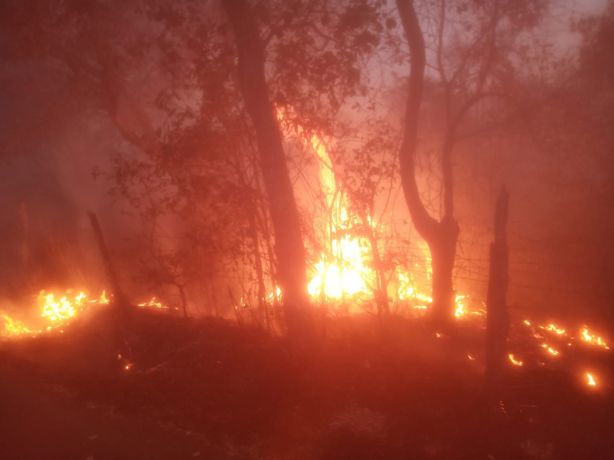 Más de tres hectáreas fueron consumidas por incendio forestal en Emiliano Zapata