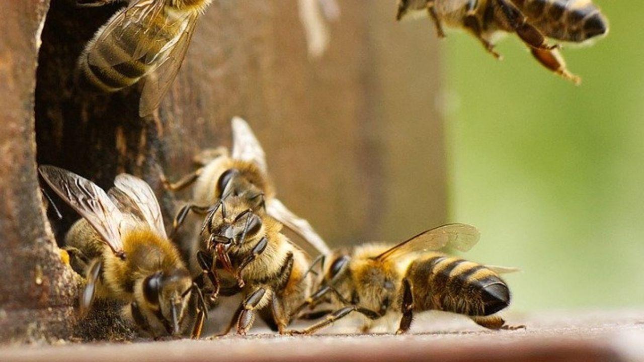 Abejas africanizadas atacan y matan a cortador de caña en Cosamaloapan