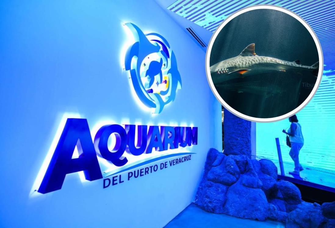 Muere tiburón Benito en el Aquarium de Veracruz, confirma Earth Mission