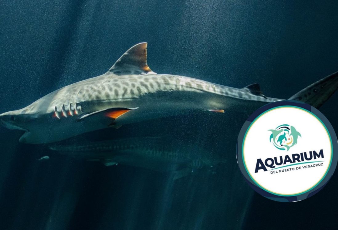 Tiburón tigre del Aquarium de Veracruz murió hace un mes, confirma PMA