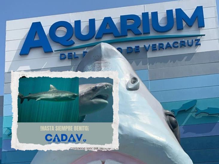 Animalistas exigen transparencia tras muerte de tiburón en Aquarium de Veracruz