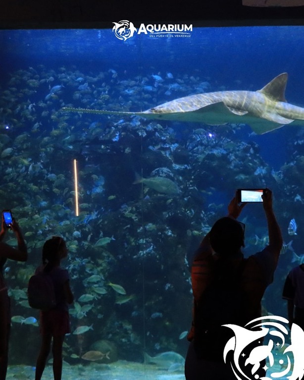 Aquarium de Veracruz: estas son las especies de tiburones que aún puedes ver en la gran pecera arrecifal