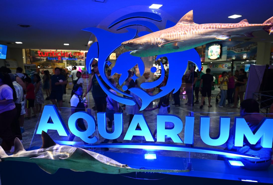 Aquarium de Veracruz: estas son las especies de tiburones que aún puedes ver en la gran pecera arrecifal