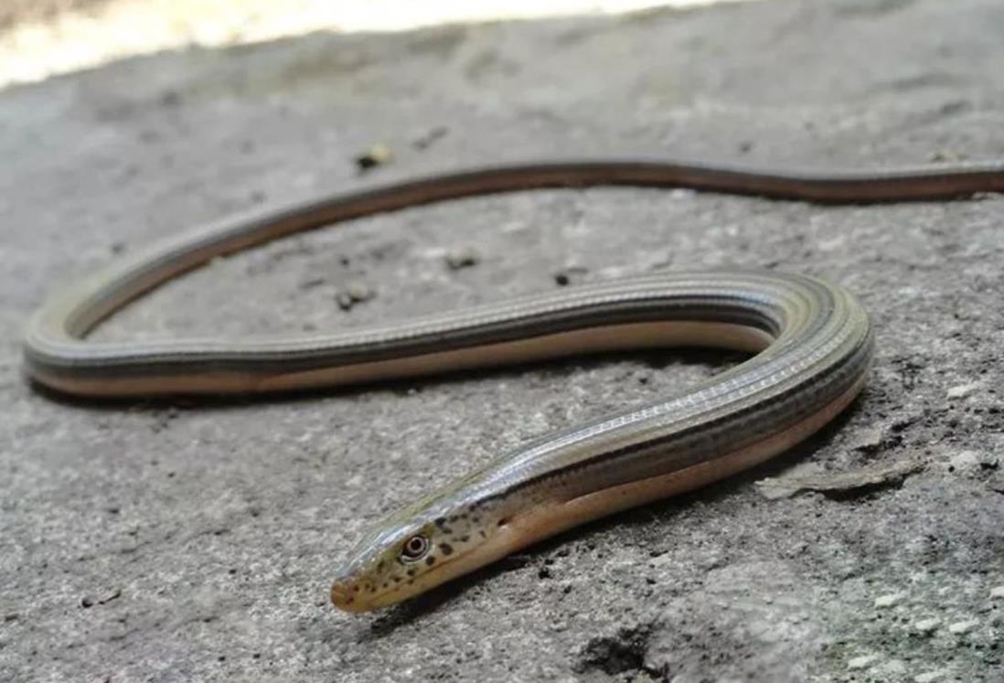 Esta es la lagartija que parece serpiente y habita en el puerto de Veracruz