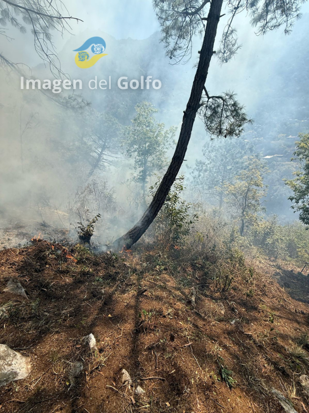 Incendio forestal en La Cuesta moviliza a brigadas de rescate en Ciudad Mendoza (+VIDEO)