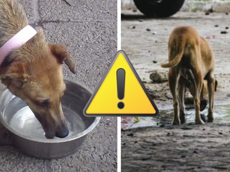 Ponerle agua a los perros callejeros puede ser peligroso por esta razón 