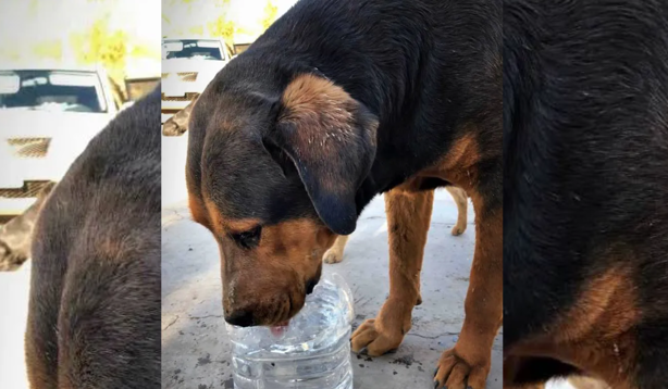 Ponerle agua a los perros callejeros puede ser peligroso por esta razón 