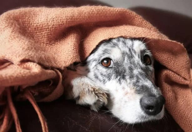 Norte en Veracruz: ¿Cómo proteger a tu mascota ante las fuertes rachas?