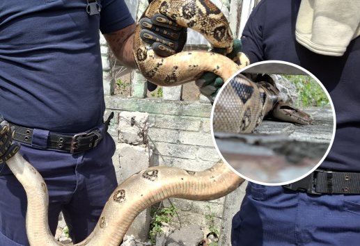 Localizan Boa constrictora en callejón de la colonia Las Bajadas, en Veracruz