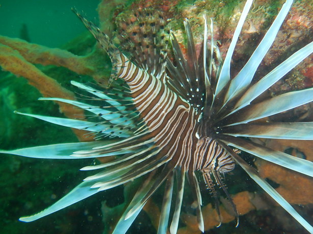 Sin estrategias de control, especies invasoras transforman el Golfo de México