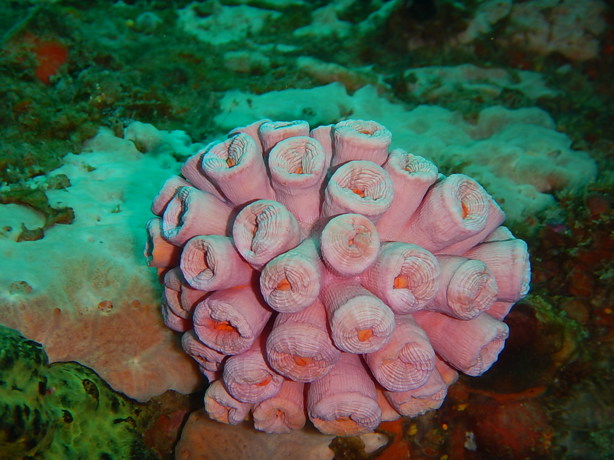 Sin estrategias de control, especies invasoras transforman el Golfo de México