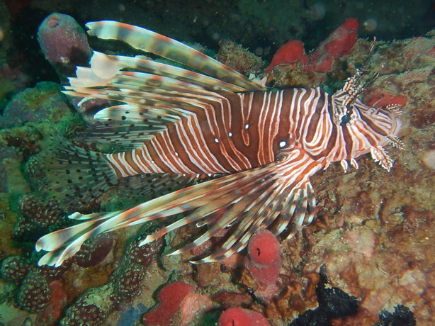 Sin estrategias de control, especies invasoras transforman el Golfo de México