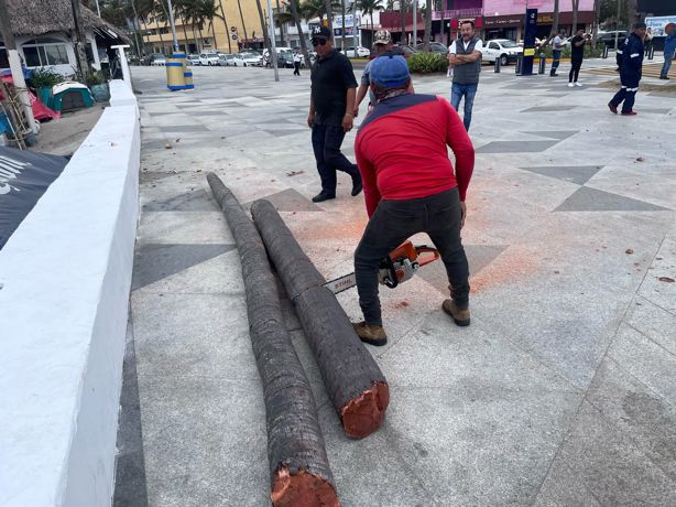 Norte derriba enorme palmera sobre el bulevar Ávila Camacho en Veracruz