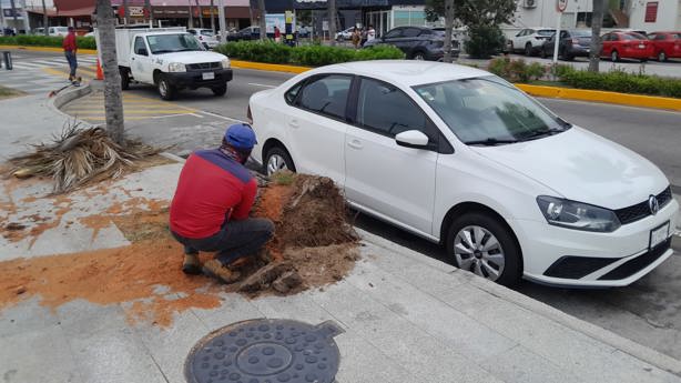 Norte derriba enorme palmera sobre el bulevar Ávila Camacho en Veracruz