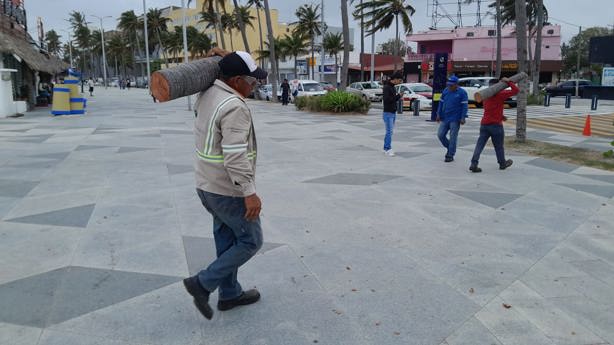 Norte derriba enorme palmera sobre el bulevar Ávila Camacho en Veracruz