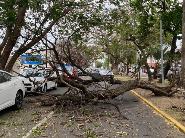 Norte derriba árbol y daña dos autos en el fraccionamiento Reforma