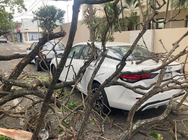 Norte derriba árbol y daña dos autos en el fraccionamiento Reforma