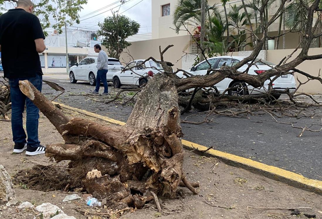 Norte derriba árbol y daña dos autos en el fraccionamiento Reforma